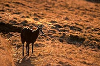 Chamois - Rupicapra rupicapra     11696