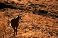 Chamois - Rupicapra rupicapra     11697