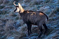 Chamois - Rupicapra rupicapra     11699