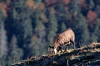 Chamois - Rupicapra rupicapra     11701