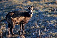 Chamois - Rupicapra rupicapra 11702 Chamois - Rupicapra rupicapra 11702