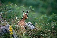 Chamois - Rupicapra rupicapra     11705