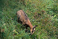 Chamois - Rupicapra rupicapra 11706 Chamois - Rupicapra rupicapra 11706
