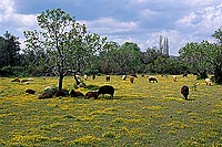 Greece, Lesvos: Sheep in fields - Lesbos: moutons  11407