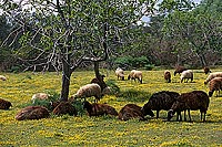 Greece, Lesvos: Sheep in fields - Lesbos: moutons  11424