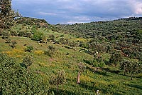 Greece, Lesvos: olive trees - Lesbos: oliviers 11445