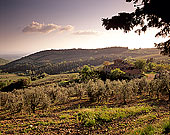 Tuscany, Chianti, Sunset & vineyards - Toscane, Chianti  12114