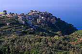 Liguria - Ligurie, Cinque Terre: Corniglia, village de Corniglia   12177