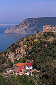Liguria - Ligurie, Cinque Terre: coast & terraces - Côte  12211