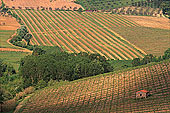 Tuscany, vineyard near San Gimignano - Toscane, vignes  12379