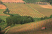 Tuscany, vineyard near San Gimignano - Toscane, vignes 12379 Tuscany, vineyard near San Gimignano - Toscane, vignes 12379