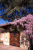 Tuscany, near Pisa - Toscane, près de Pise   12515