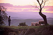 Tuscany, Volterra, shepherd at dusk  - Toscane, berger  12770