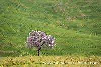 Tree, Tuscany - Arbre, Toscane - it01000