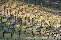Vineyards, Tuscany - Vignes, Toscane - it01025