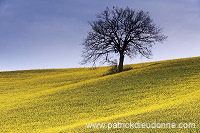 Rapeseed fields, Tuscany - Colza et arbres, Toscane -  it01087
