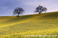 Rapeseed fields, Tuscany - Colza et arbres, Toscane - it01088
