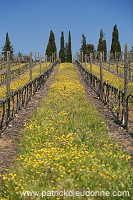 Poggio alle Mura, Tuscany - Poggio alle Mura, Toscane - it01278 Poggio alle Mura, Tuscany - Poggio alle Mura, Toscane - it01278