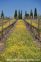 Poggio alle Mura, Tuscany - Poggio alle Mura, Toscane - it01278