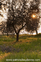 Olive tree, Tuscany - Olivier, Toscane - it01285