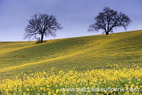 Rapeseed fields, Tuscany - Colza et arbres, Toscane - it01307