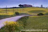 Rapeseed fields, Tuscany - Colza et arbres, Toscane - it01308 Rapeseed fields, Tuscany - Colza et arbres, Toscane - it01308