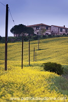 Rapeseed fields, Tuscany - Colza et arbres, Toscane - it01310