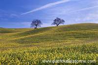 Rapeseed fields, Tuscany - Colza et arbres, Toscane - it01348
