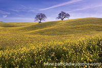 Rapeseed fields, Tuscany - Colza et arbres, Toscane - it01349