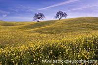 Rapeseed fields, Tuscany - Colza et arbres, Toscane - it01349 Rapeseed fields, Tuscany - Colza et arbres, Toscane - it01349