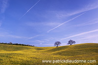Rapeseed fields, Tuscany - Colza et arbres, Toscane - it01350