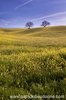 Rapeseed fields, Tuscany - Colza et arbres, Toscane - it01351