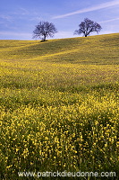 Rapeseed fields, Tuscany - Colza et arbres, Toscane - it01352