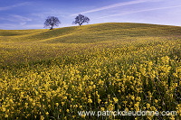 Rapeseed fields, Tuscany - Colza et arbres, Toscane - it01353 Rapeseed fields, Tuscany - Colza et arbres, Toscane - it01353
