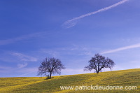 Rapeseed fields, Tuscany - Colza et arbres, Toscane - it01354