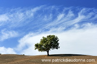 Lone tree, Tuscany - Arbre solitaire, Toscane - it01482 Lone tree, Tuscany - Arbre solitaire, Toscane - it01482