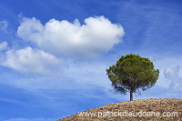 Pine tree and cloud, Tuscany - Pin et nuage, Toscane - it01797