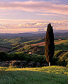 Tuscany, Cypress tree, Val d'Asso  - Toscane, Val d'Asso  12687