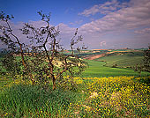 Tuscany, Olive tree, val d'Asso  - Toscane, olivier  12689