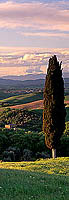 Tuscany, Cypress tree, Val d'Asso - Toscane, Val d'Asso 12688 Tuscany, Cypress tree, Val d'Asso - Toscane, Val d'Asso 12688