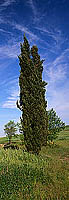 Tuscany, Cypress and blue sky  - Toscane, cyprÃ¨s et ciel   12685