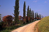 Tuscany, Cypress trees alley  - Toscane, allée de cyprès  12696