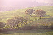 Tuscany, trees and countryside - Toscane, Val d'Orcia  12699