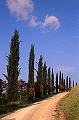 Tuscany, Cypress trees alley  - Toscane, allée de cyprès  12697
