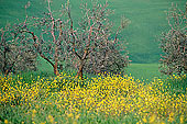 Tuscany, Olive trees, val d'Asso  - Toscane, oliviers   12690