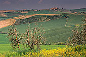 Tuscany, Olive trees, val d'Asso  - Toscane, oliviers   12691