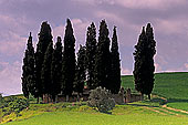 Tuscany, near Torrenieri, val d'Asso  - Toscane, Torrenieri   12710