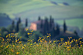 Tuscany, countryside in Val d'Orcia  - Toscane, Val d'Orcia  12715