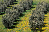Tuscany, Olive trees, val d'Asso  - Toscane, oliviers   12712