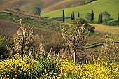 Tuscany, countryside in Val d'Orcia  - Toscane, Val d'Orcia  12722